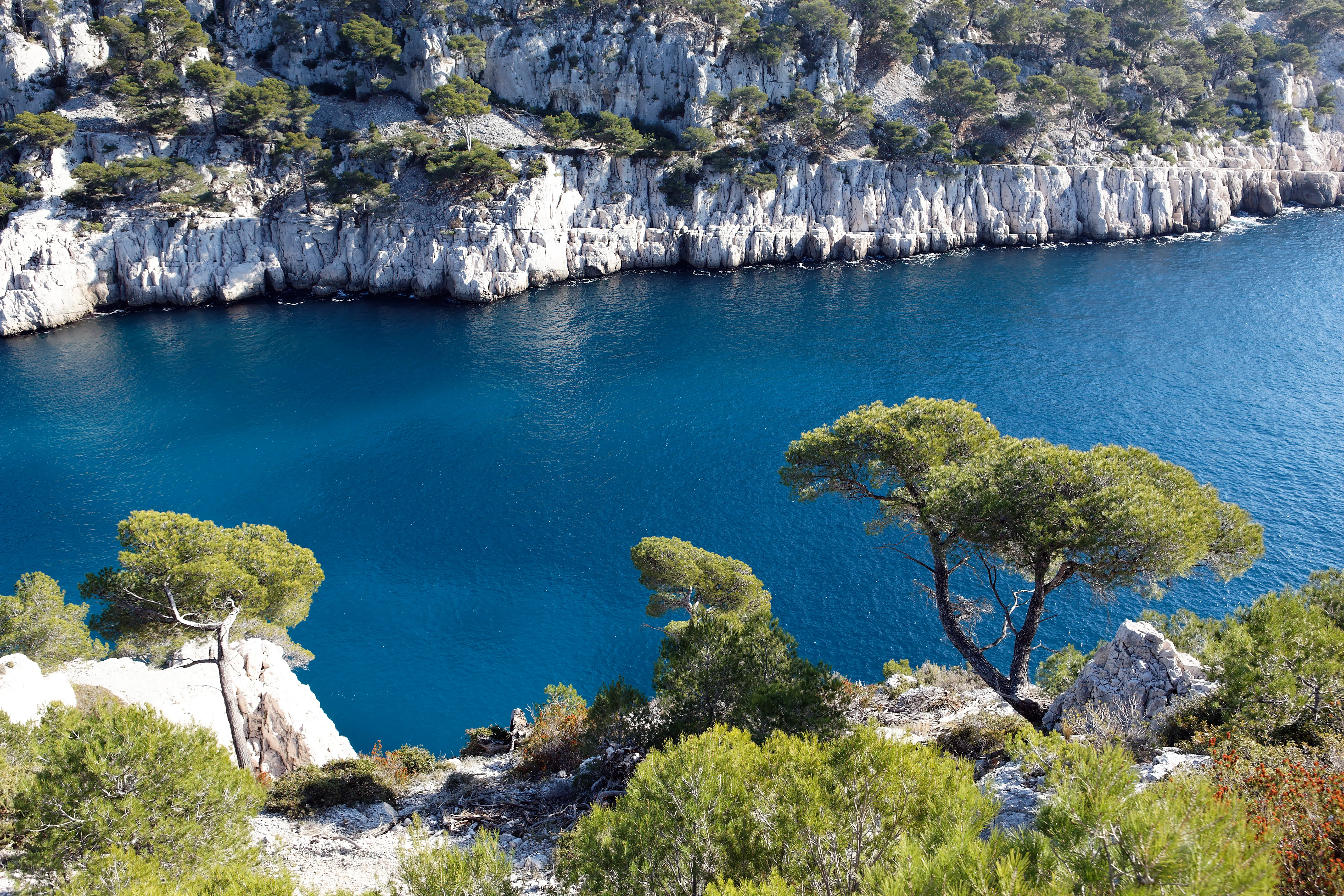 Pins et Méditerranée sur la côte provençale